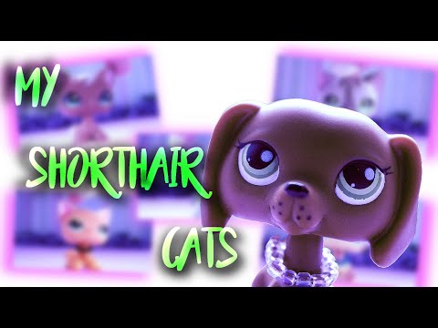 Видео: LPS: МОЯ КОЛЛЕКЦИЯ СТОЯЧЕК~MY LPS SHORTHAIR CATS COLLECTION~Rachel~