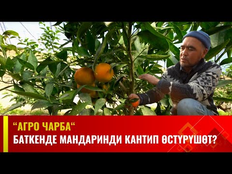 Видео: Баткенде мандаринди кантип өстүрүшөт?  | Агро Чарба