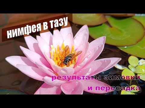 Видео: Нимфеи в тазу, продолжение истории. Результаты зимовки, пересадка и деление