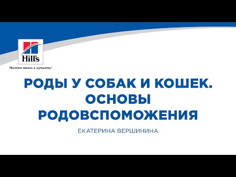 Видео: Вебинар на тему: «Роды у собак и кошек. Основы родовспоможения». Лектор – Екатерина Вершинина