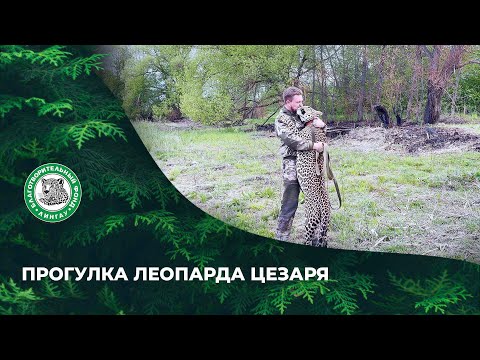 Видео: ВЫПУСК 96. Прогулка леопарда Цезаря.