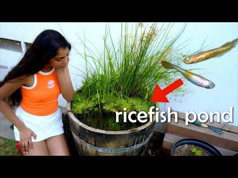 Видео: создание пруда для разведения риса и рыбы в бочке