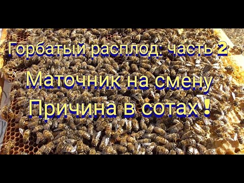 Видео: Можно ли использовать рамки после горбатого расплода? Маточник смена или нет места под засев?
