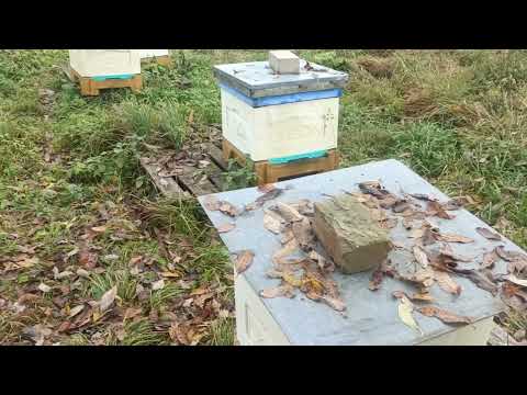 Видео: Пчеловодство - Результат обработки Бипином, убрал утепление, холодная зимовка