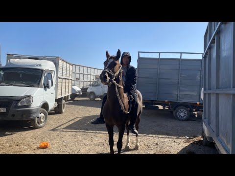 Видео: Шымкент Мал Базар Жылқы Бие Байтал Тай Айғыр 24.09.2025