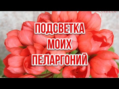 Видео: Подсветка моих пеларгоний. Выпуск от 05.05.21