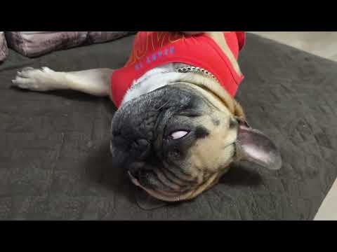 Видео: И сигнализация не нужна, лучший сторожевой пёс #сторожеваясобака #собакаприколы #французскийбульдог