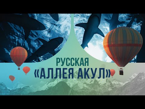 Видео: Русская «аллея акул»: как оказаться наедине с морской хищницей там, где нет побережья и океанов?