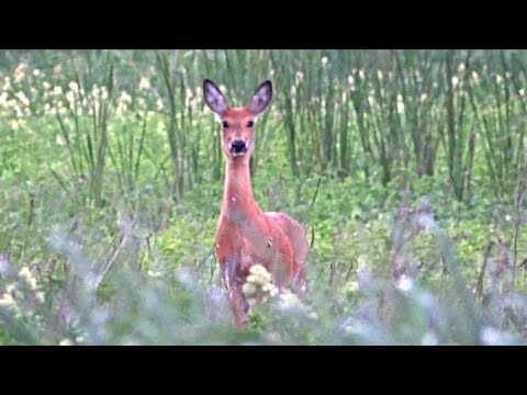 Видео: ОХОТА НА УТКУ С ПОДХОДА! Неожиданная встреча на вечерке! #охота2021 #охотансо