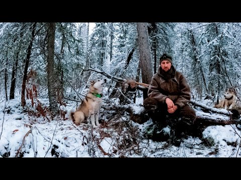 Видео: КУНИЦА ПОРВАЛА НОС РАЗБОЮ.СТАРУШКА В ДЕЛЕ.НАТАСКА МОЛОДЫХ ЛАЕК.