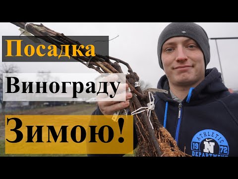 Видео: Посадка винограду ВЗИМКУ! саджанцем. Як посадити виноград зимою!