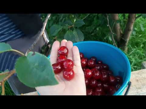 Видео: Марго линяет, козы едят чеснок...Собираем урожай! Такого мы ещё не собирали!!!🥳