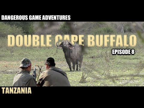 Видео: Охота на африканского буйвола в заповеднике Селус
