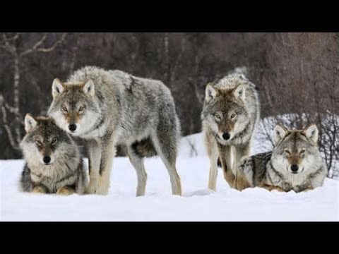 Видео: Предназначенный Глава 3