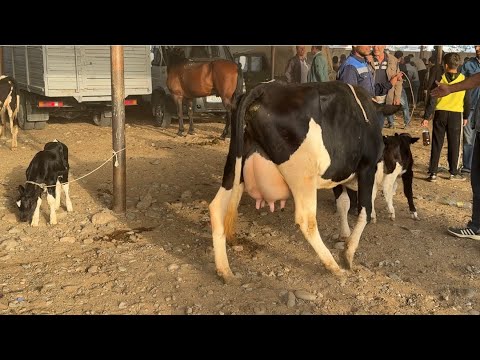 Видео: МОЛБОЗОРИ РЕГАР НАРХИ МОЛИ ШИРТЕ ГУСАЛАДОР МОЛИ ЗУР САВДО ШУД 15 сентября 2025 г.