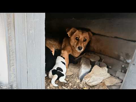 Видео: Бродячая мать знала, что щенок без лап не выживет, и доверила его мужчине, которому верила.