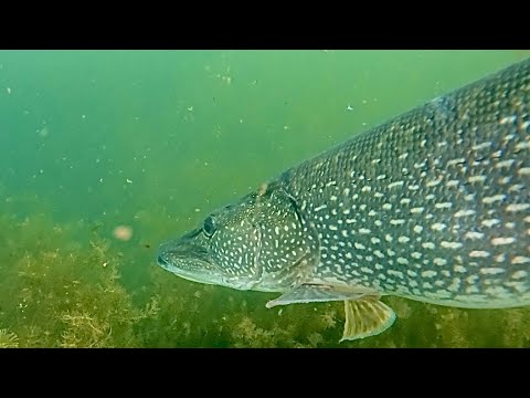 Видео: ПОИСК КРОКОДИЛОВ - Дневная Подводная Охота. SPEARFISHING