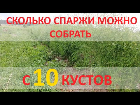 Видео: СКОЛЬКО НУЖНО ПОСАДИТЬ СПАРЖИ