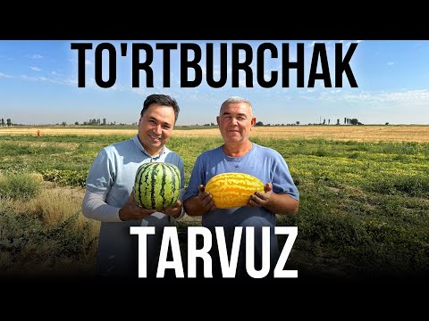 Видео: Тўртбурчак Тарвуз Ўзбекистонда