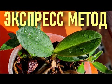 Видео: ЭКСПРЕСС МЕТОД РАЗВИТИЯ ОРХИДЕЙ!👍 ОРХИДЕЯ С НУЛЯ! РЕЗУЛЬТАТ ВАС ВООДУШЕВИТ!👍 ПОДОРОЖНИК ДЛЯ ОРХИДЕЙ!