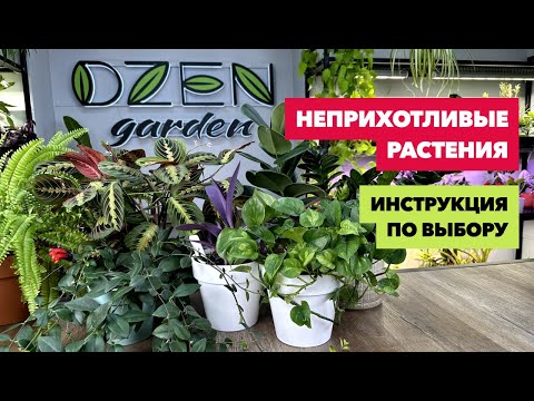 Видео: Неприхотливые комнатные растения » Какие растения подойдут именно вам?