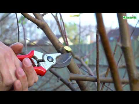 Видео: Обрезка яблони! Карликовый сорт.