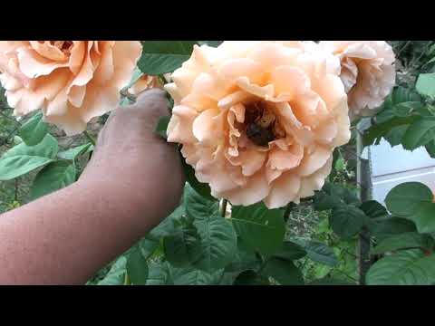 Видео: Жуки съедают розы ! Нашла средство,которое им не нравится !