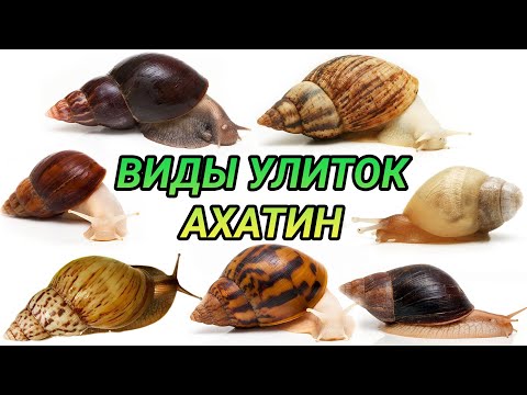 Видео: Виды улиток ахатин. Ахатина ретикулята, фулика, иммакулята, пантера, кравени и другие