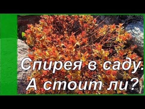 Видео: Спирея - от каких сортов я отказалась, а какие оставила и почему? Стоит ли сажать в саду спирею?