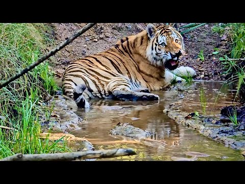 Видео: Два Диких Тигра (инвалида) получили наконец-то расширение вольера!