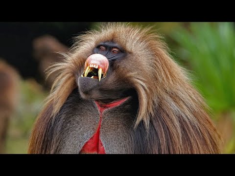 Видео: Самые необычные виды обезьян на планете