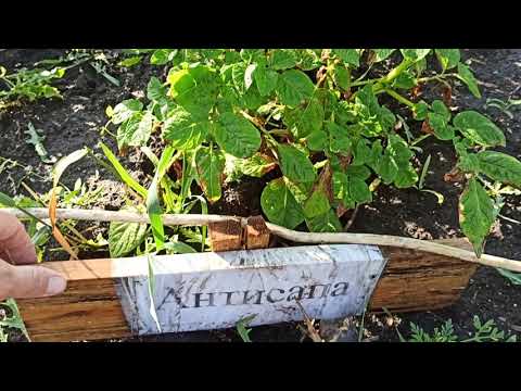 Видео: Результат роботи гербіцидів по всходах картоплі.