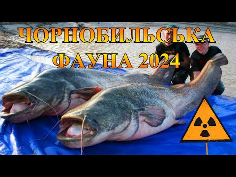 Видео: Чорнобиль - які тварини живуть у зоні відчуження у 2024 році? Animals of Chernobyl