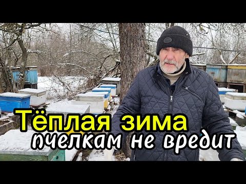 Видео: Январь. Тёплая зима пчелкам не вредит!