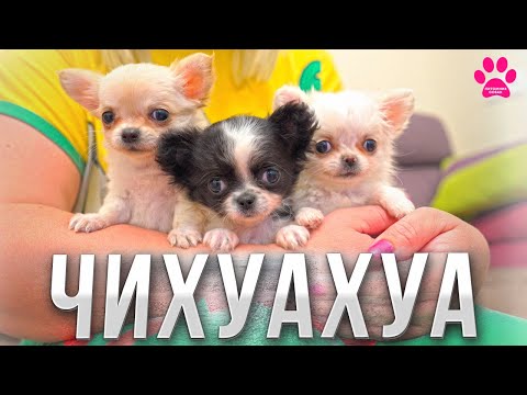 Видео: ЧИХУАХУА, которые нравятся ВСЕМ!