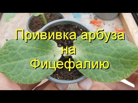 Видео: Прививка арбуза на фицефалию копулировкой.