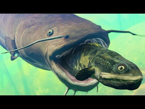 Видео: СОМ ПРОГЛОТИЛ ВСЕХ РЫБ, ОБНОВЛЕНИЕ! | Feed and Grow Fish