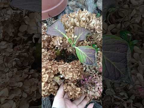 Видео: Мульчу для широколистих треба використовувати суху?