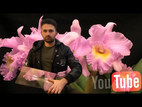 Видео: Посылка с орхидеями  Катлея от Miki Orchids - импорт флора￼￼