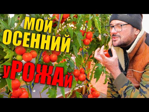 Видео: Ну очень сладкие томаты и другие шедевры дачного сезона 2025.