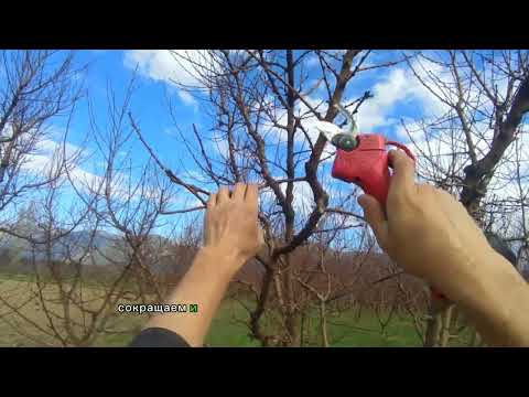 Видео: мастер класс ОБРЕЗКА персика на однолетние плодовые ветки