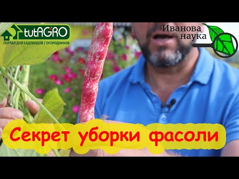 Видео: СЕКРЕТ ПОЛЕССКИХ БАБУШЕК: как убирать фасоль на семена и зерно. Что делать, если фасоль не зреет.