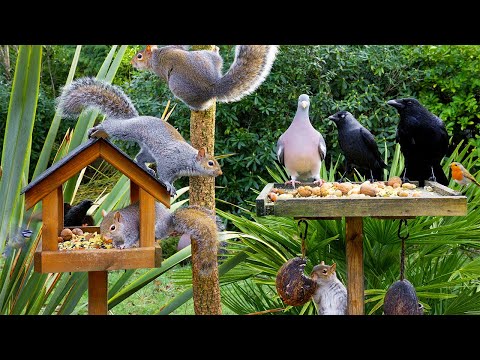 Видео: Кино Для кошек и собак 😸 Птицы и белки едят за Birdtables 🕊️🐿️ птички для кошек