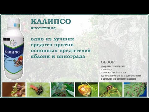 Видео: Калипсо - одно из лучших средств для опрыскивания от вредителей яблони и винограда в период цветения