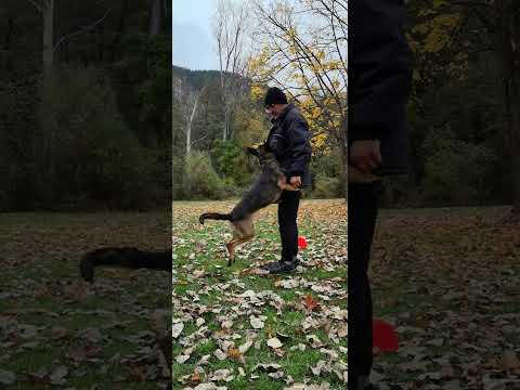 Видео: Боян, днешната тренировка, да застава до мен с играчка.