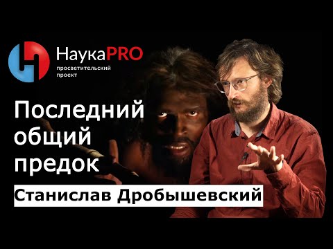 Видео: Последний общий предок | Лекции по антропологии – антрополог Станислав Дробышевский | Научпоп
