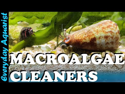 Видео: Лучшая команда по уборке рифов с макроводорослями и солончаками