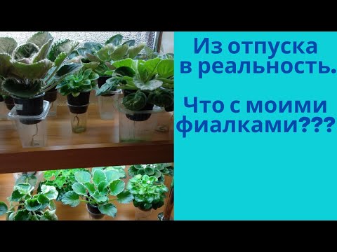 Видео: Из отпуска в реальность.Как пережили фиалки моё отсутствие.