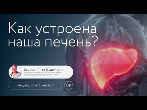 Видео: Как устроена наша печень? | Егоров И.В | Академия врачей UniProf