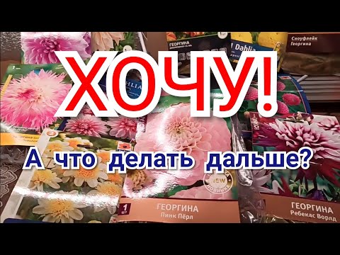Видео: Как ВЫБРАТЬ георгины в МАГАЗИНЕ и что с ними делать?